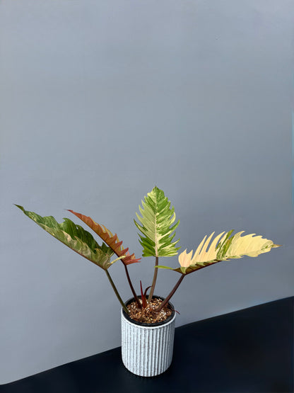 Philodendron Caramel Marble