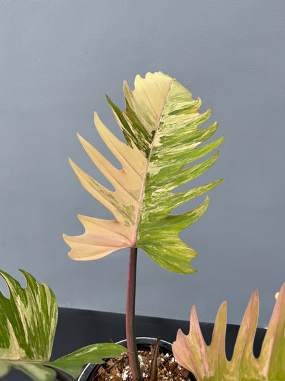 Philodendron Caramel Marble