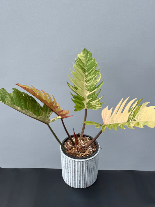 Philodendron Caramel Marble