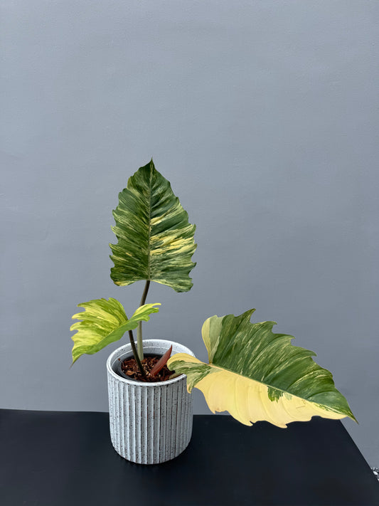 Philodendron Caramel Marble