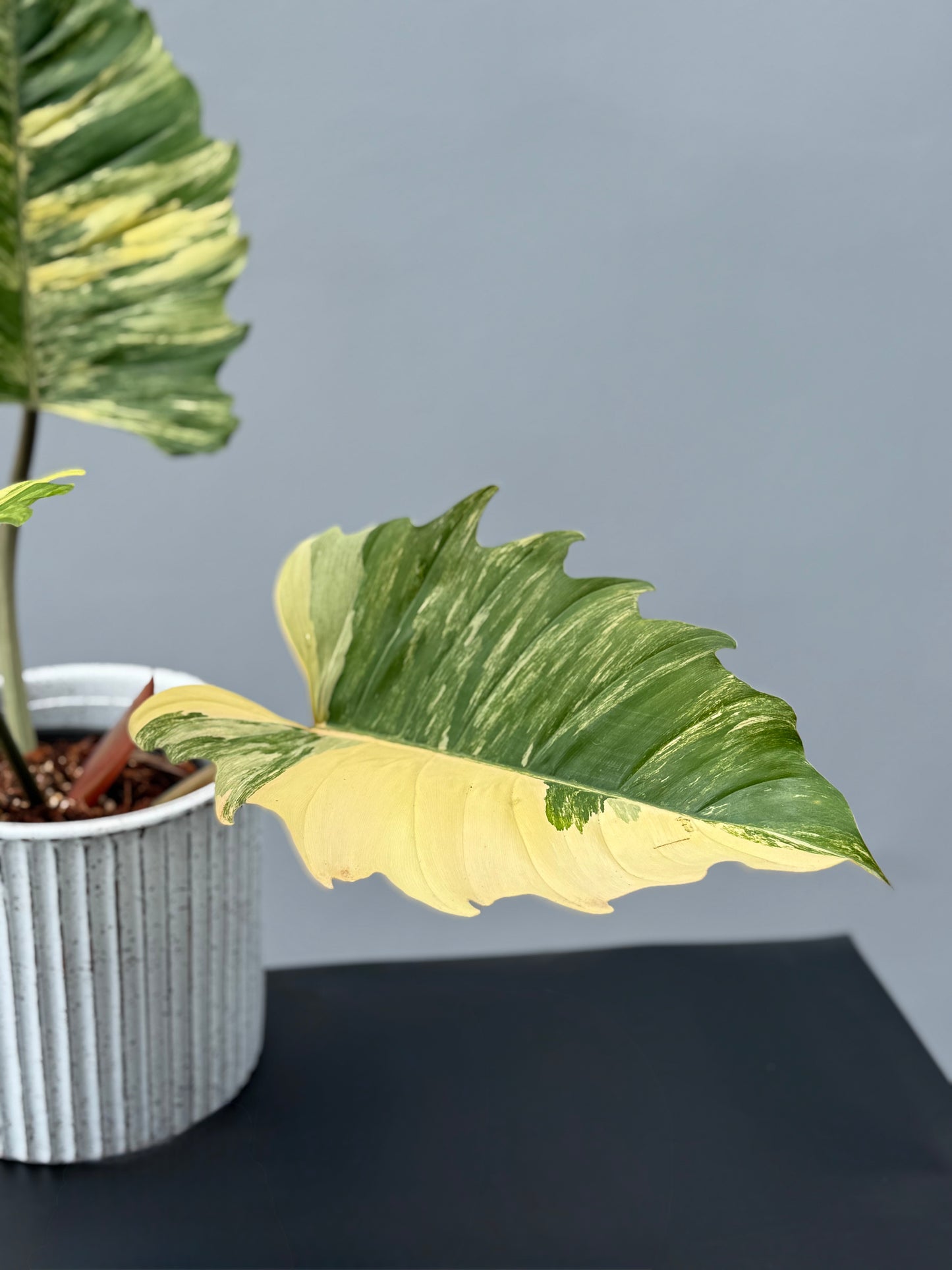 Philodendron Caramel Marble