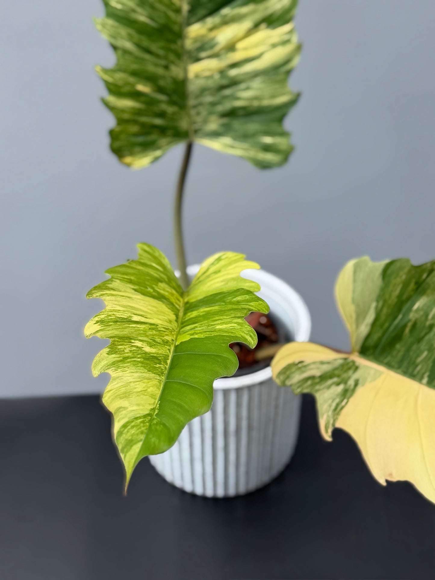 Philodendron Caramel Marble