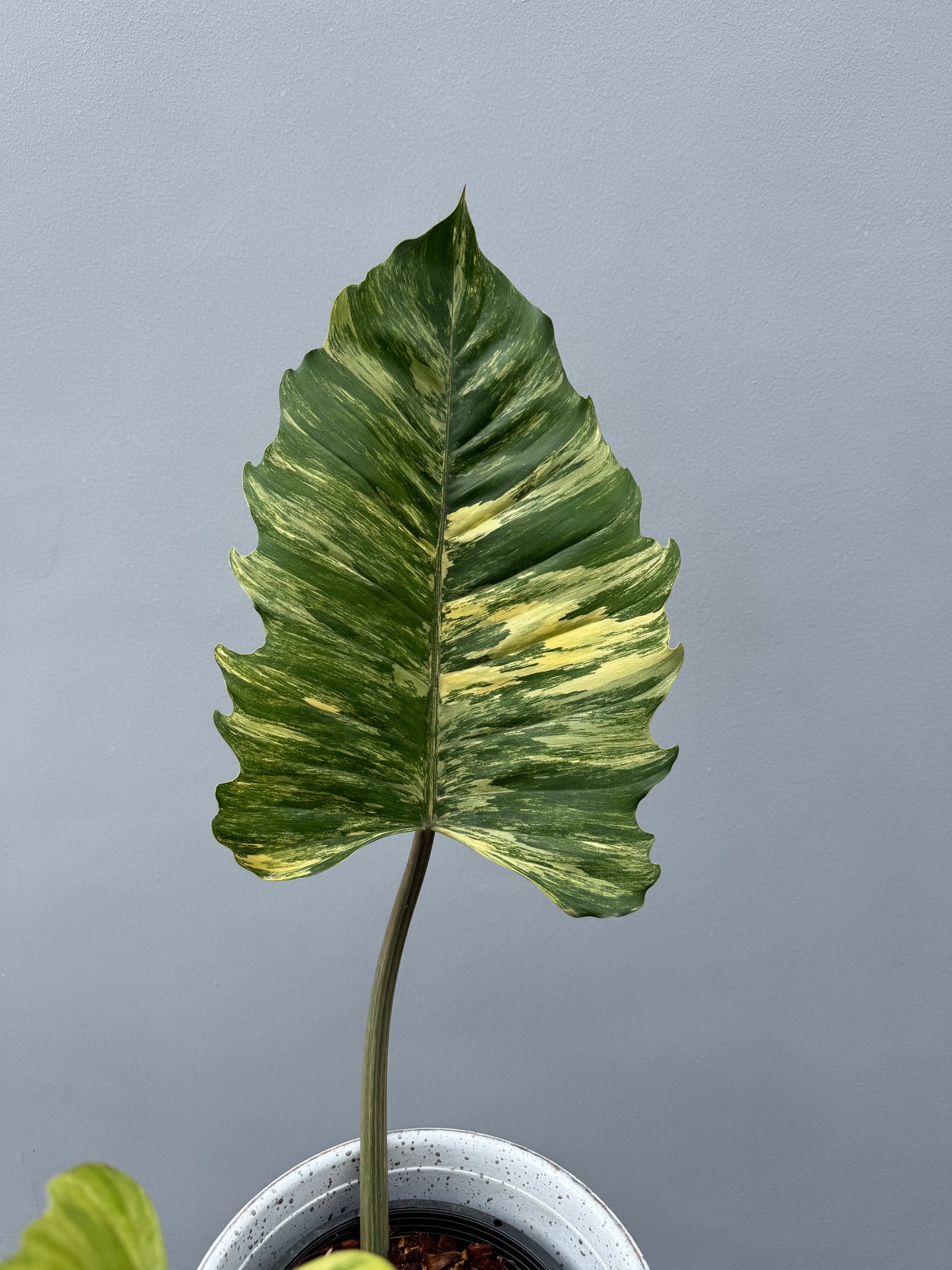 Philodendron Caramel Marble