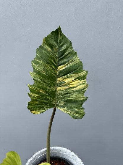 Philodendron Caramel Marble