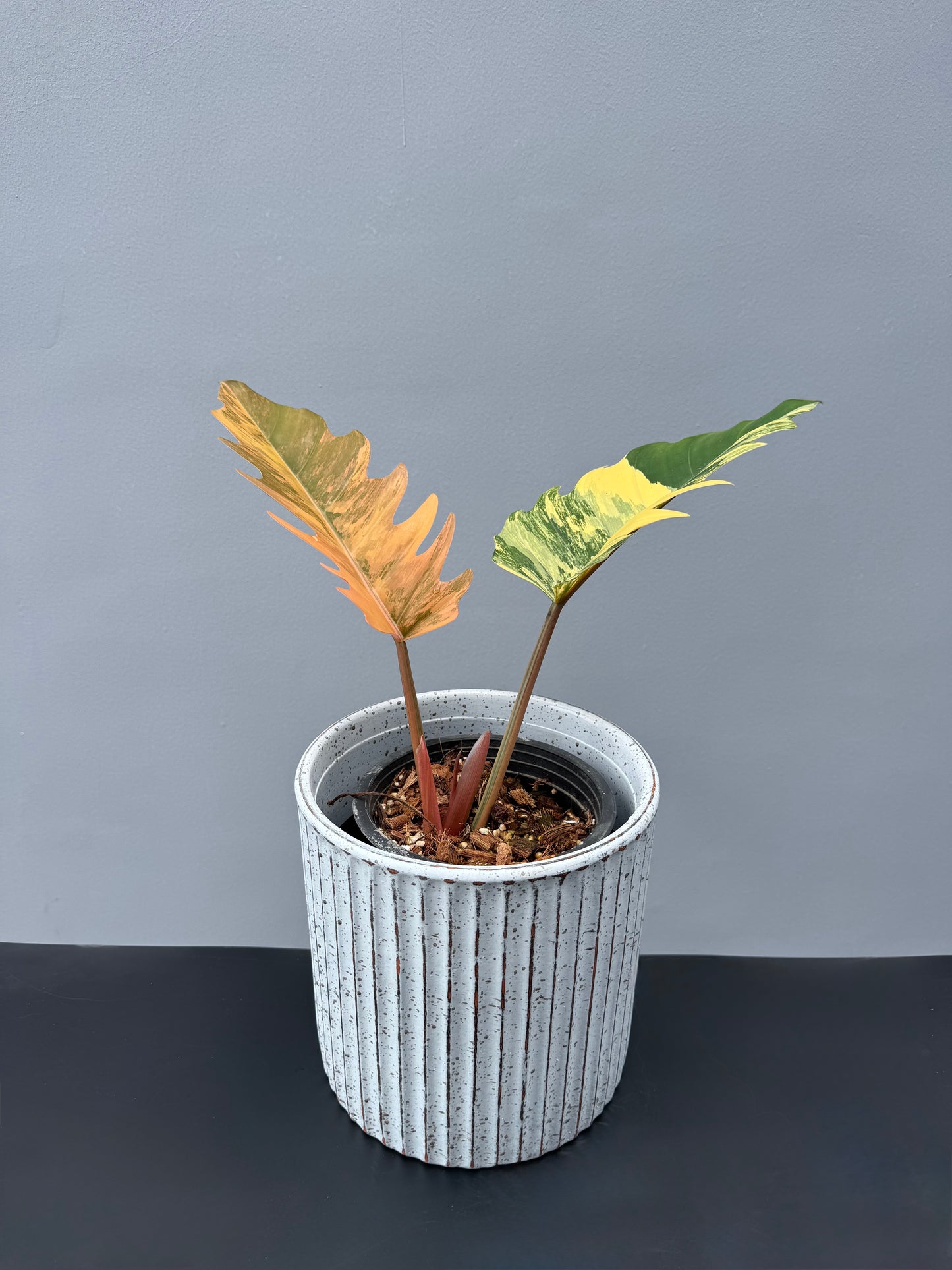 Philodendron Caramel Marble