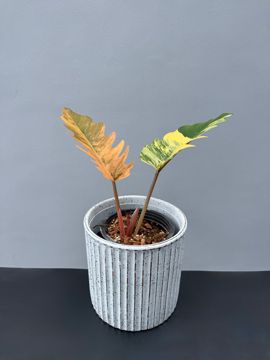 Philodendron Caramel Marble