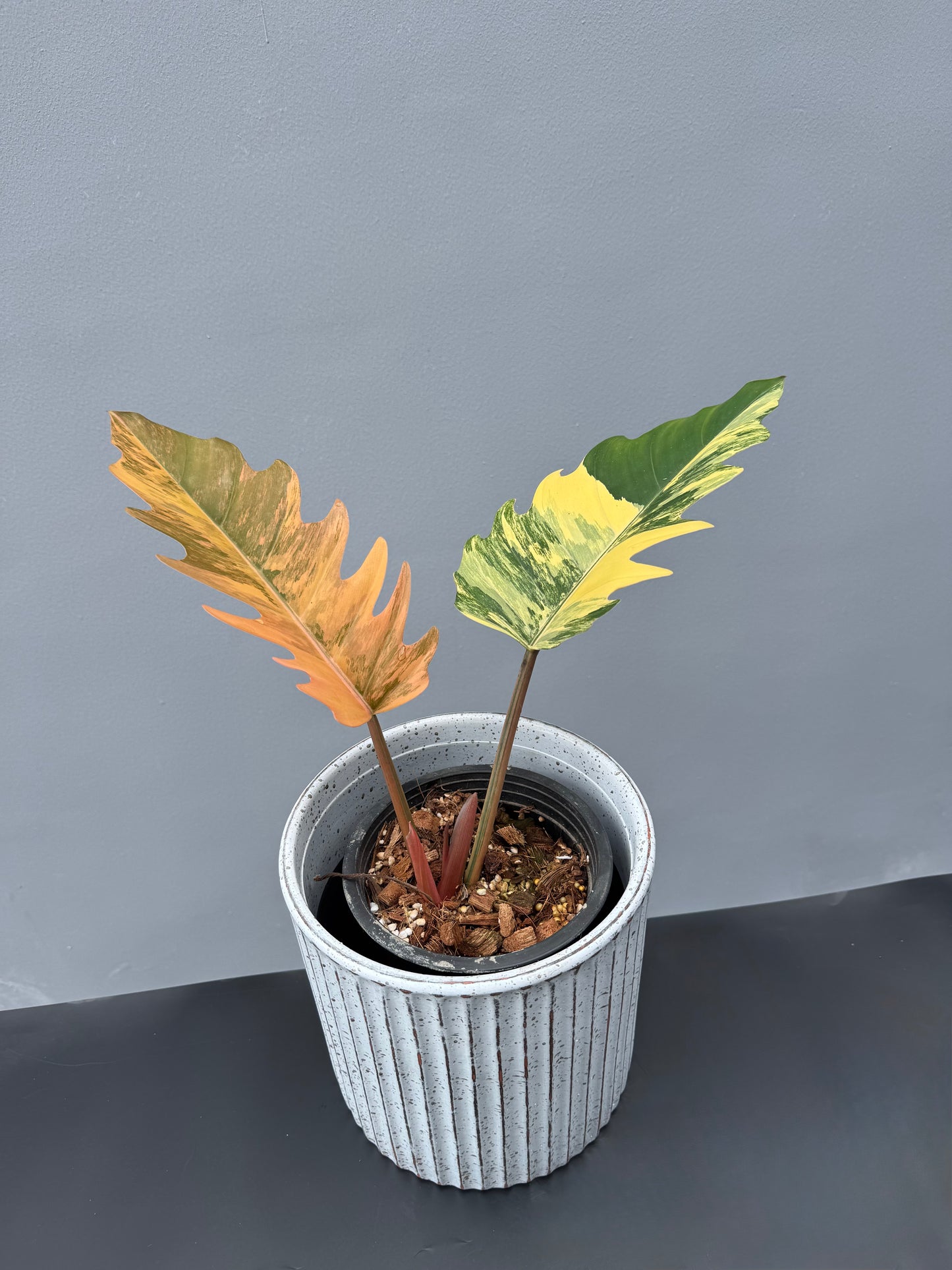 Philodendron Caramel Marble