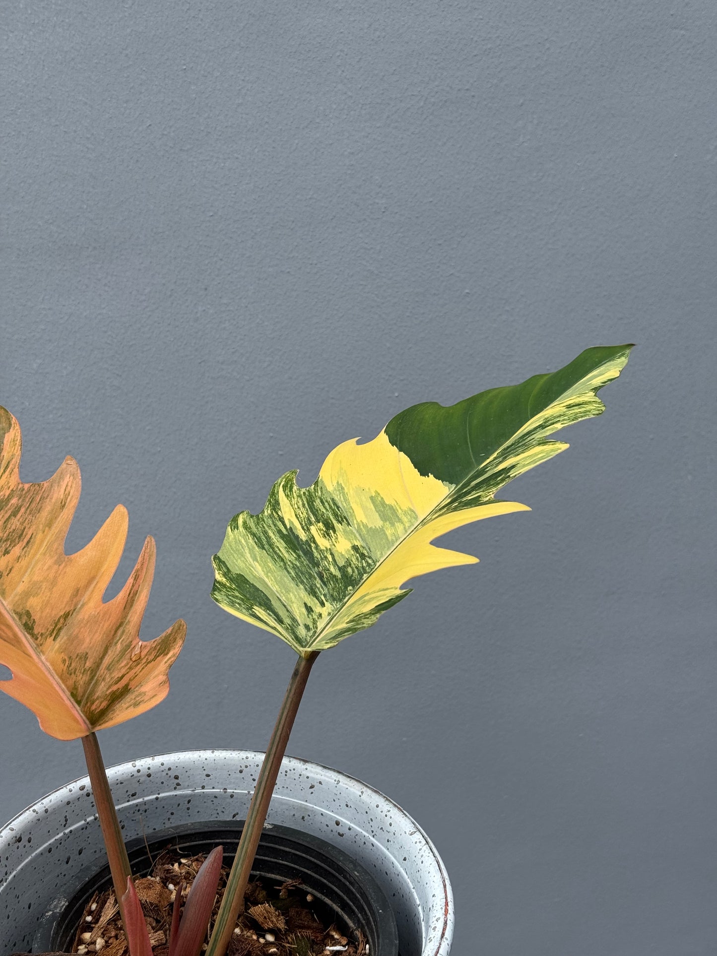 Philodendron Caramel Marble