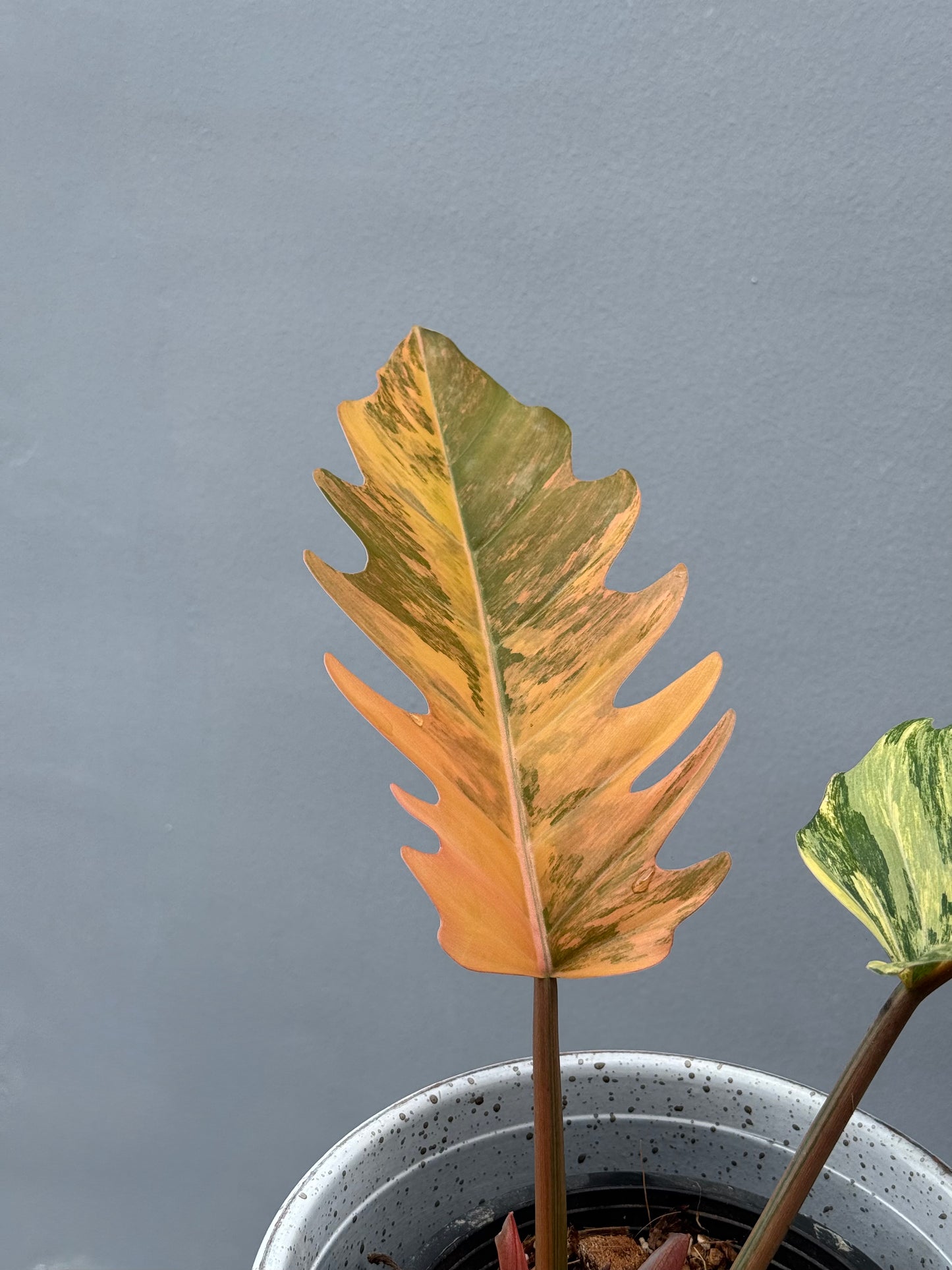 Philodendron Caramel Marble