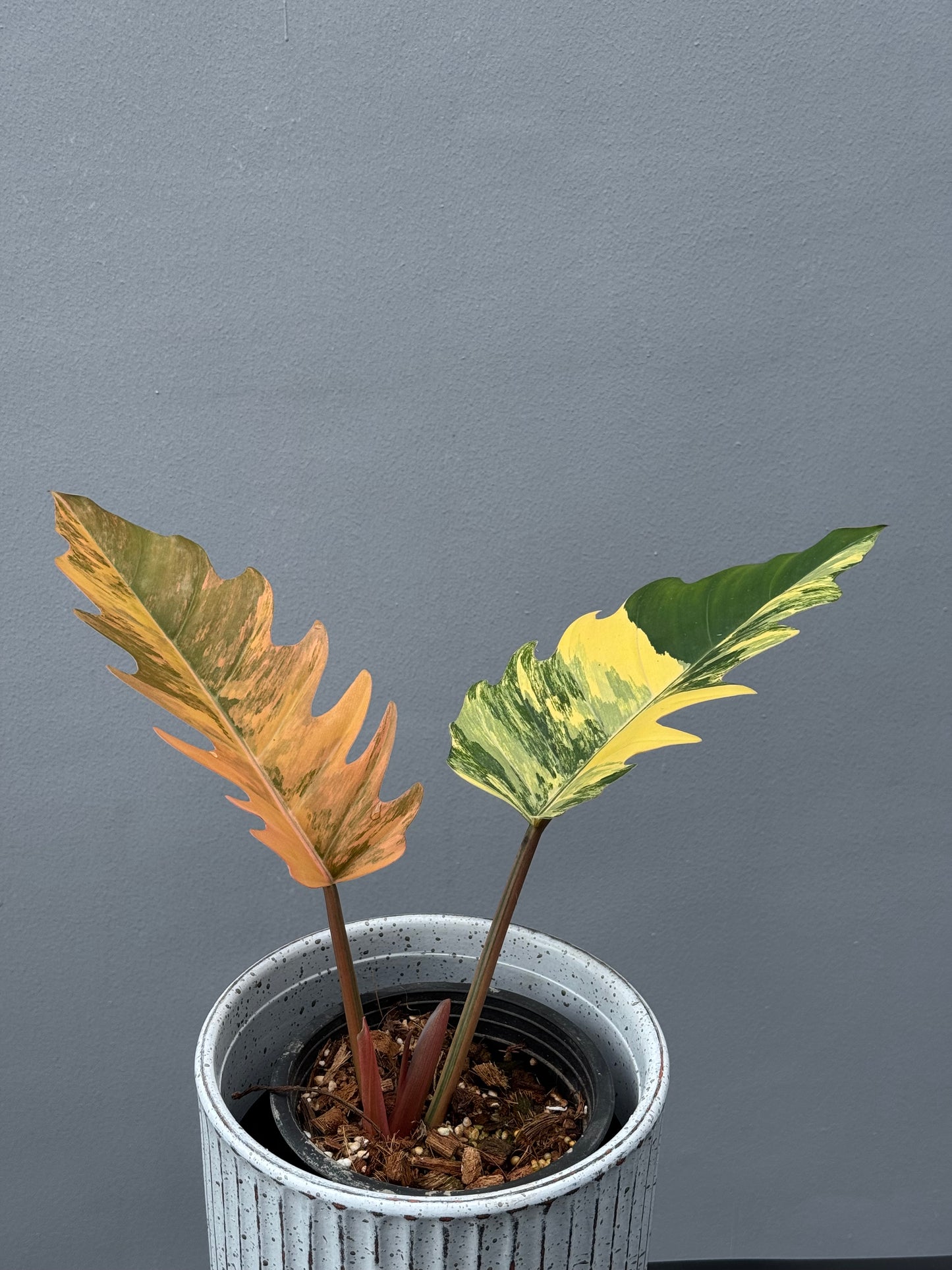 Philodendron Caramel Marble