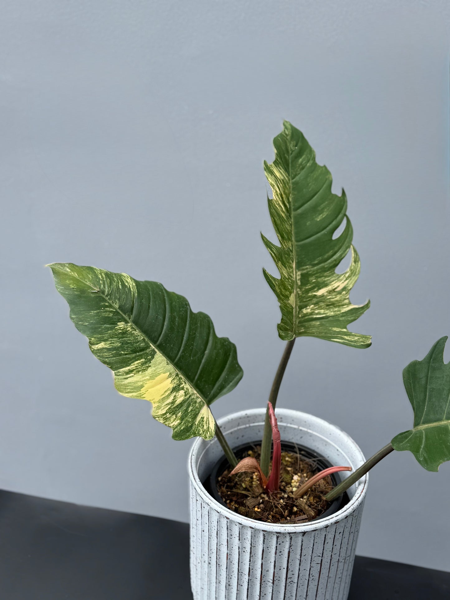 Philodendron Caramel Marble