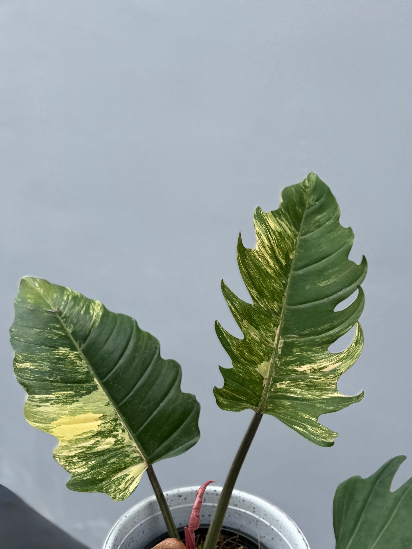 Philodendron Caramel Marble
