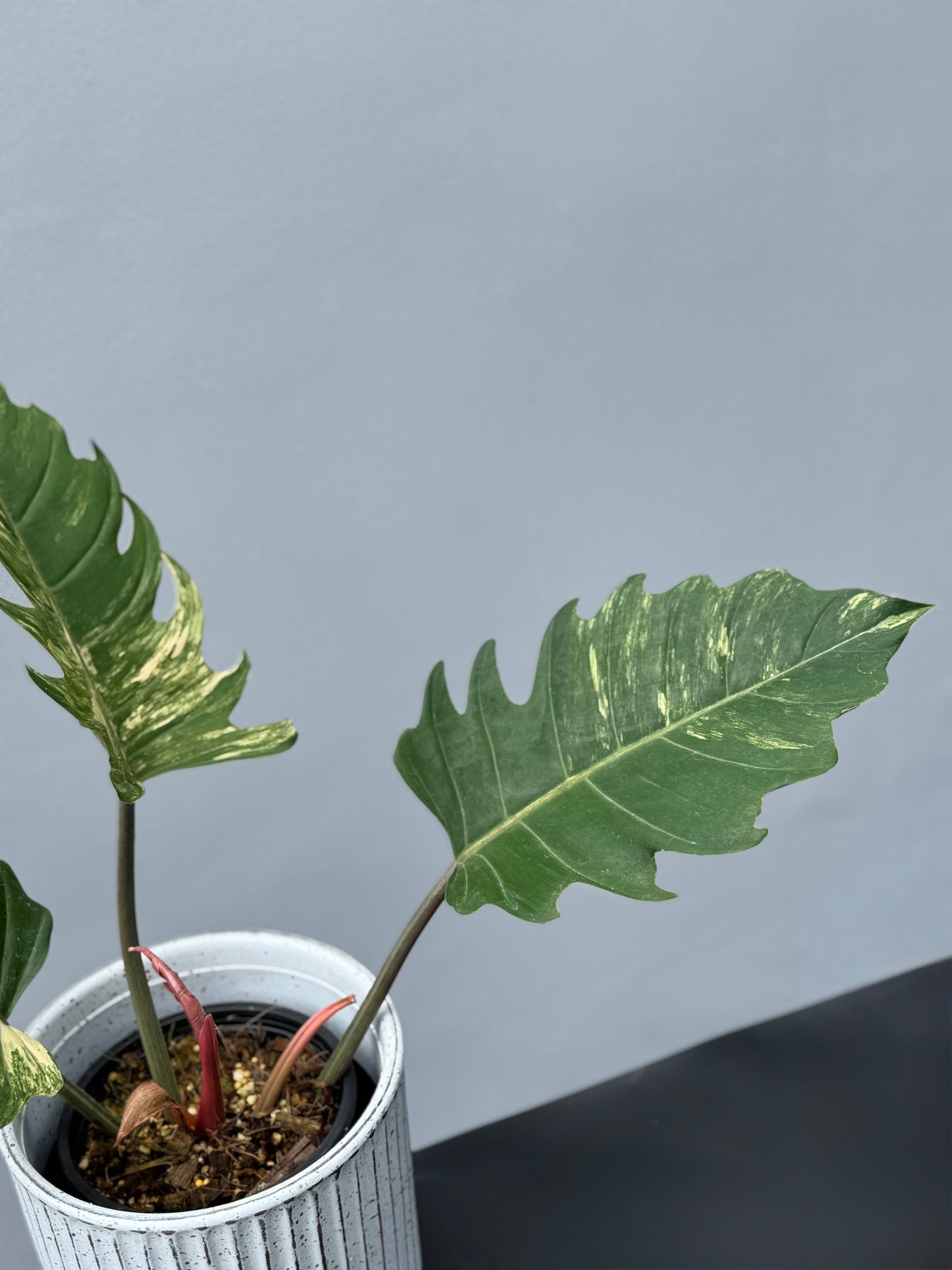 Philodendron Caramel Marble