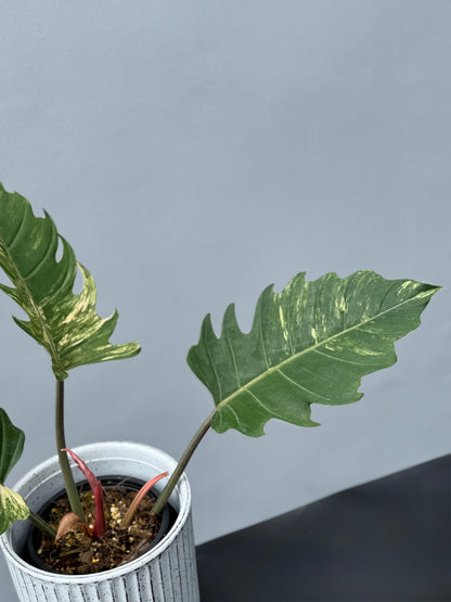 Philodendron Caramel Marble