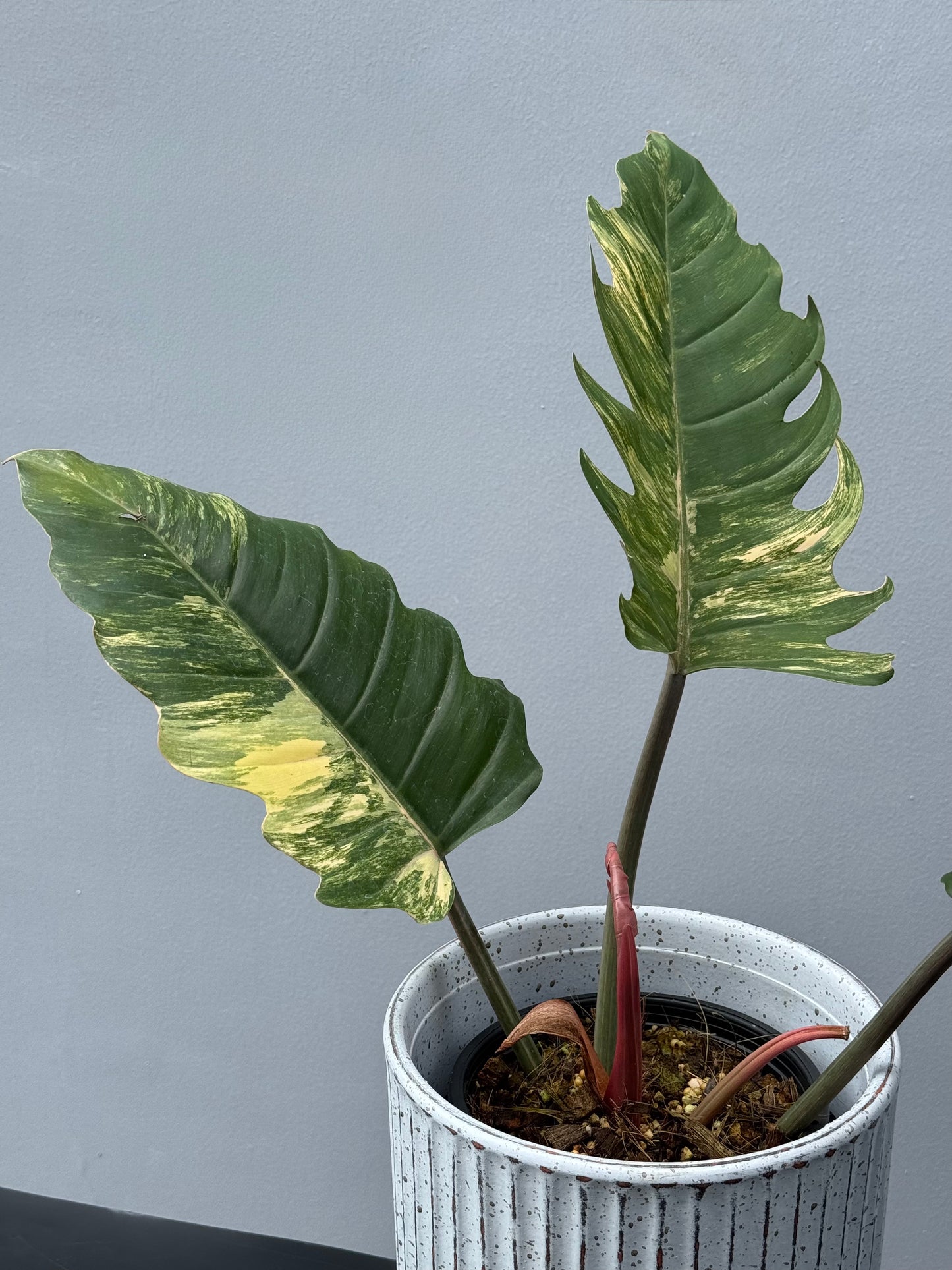 Philodendron Caramel Marble