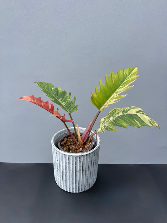 Philodendron Caramel Marble