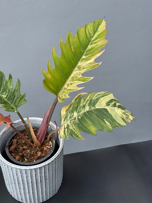 Philodendron Caramel Marble