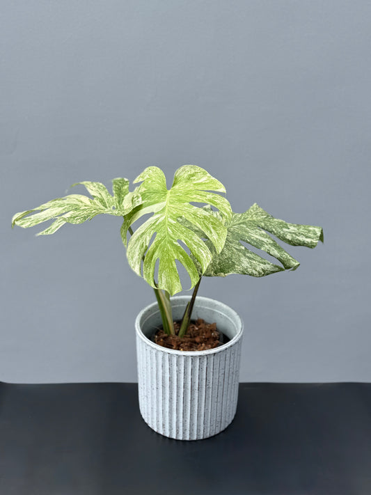 Monstera Deliciosa Legacy