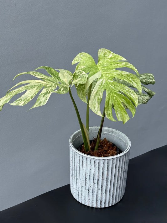Monstera Deliciosa Legacy
