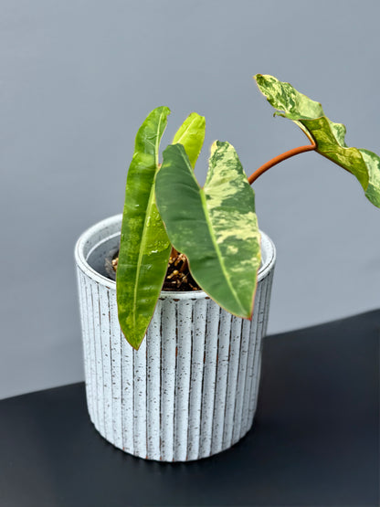 Philodendron Billietiae Variegata