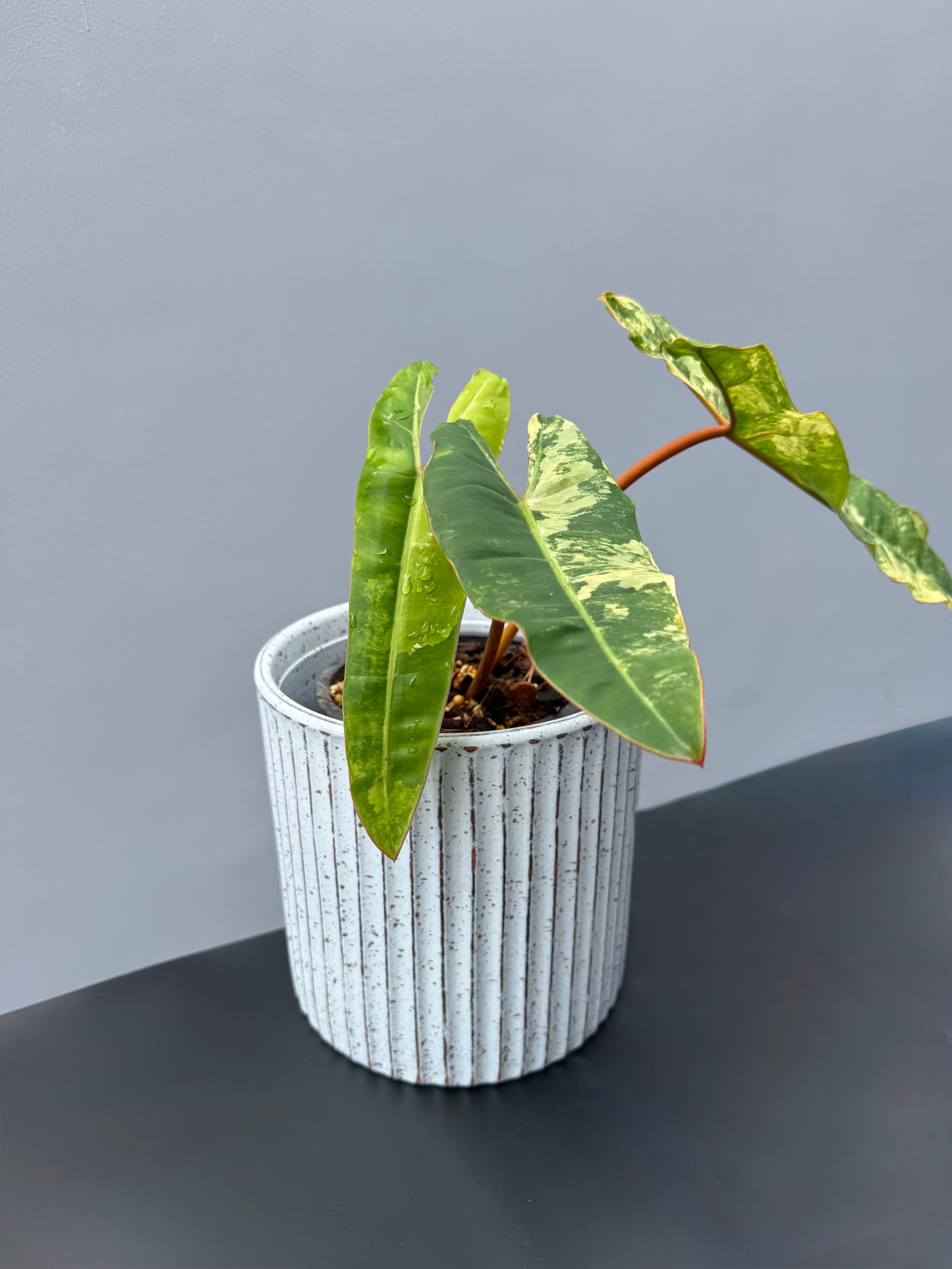 Philodendron Billietiae Variegata