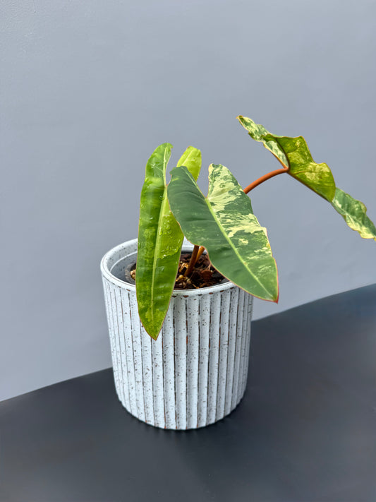 Philodendron Billietiae Variegata