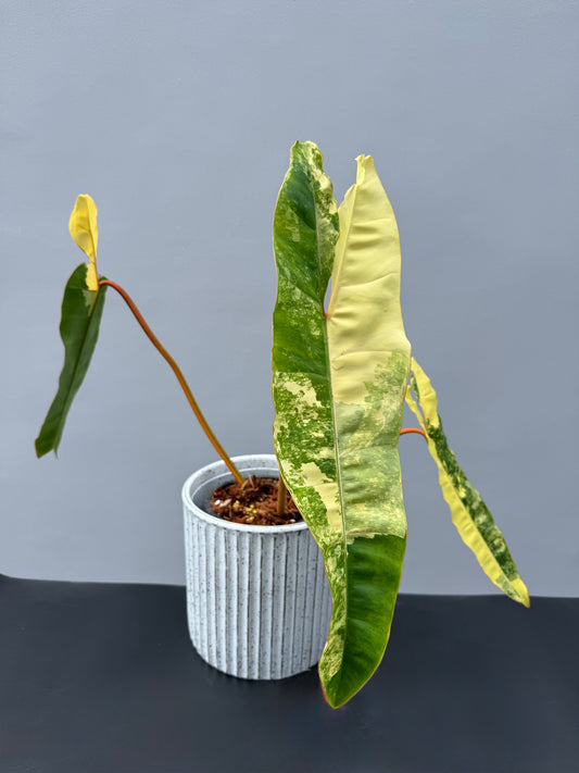 Philodendron Billietiae Variegata