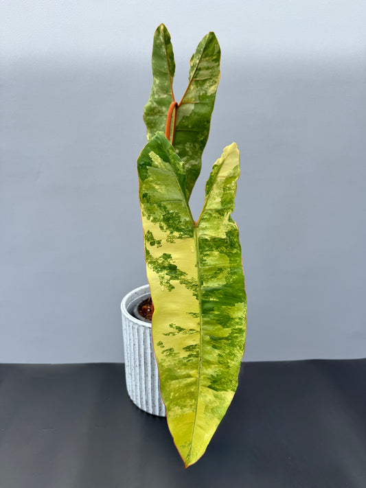 Philodendron Billietiae Variegata