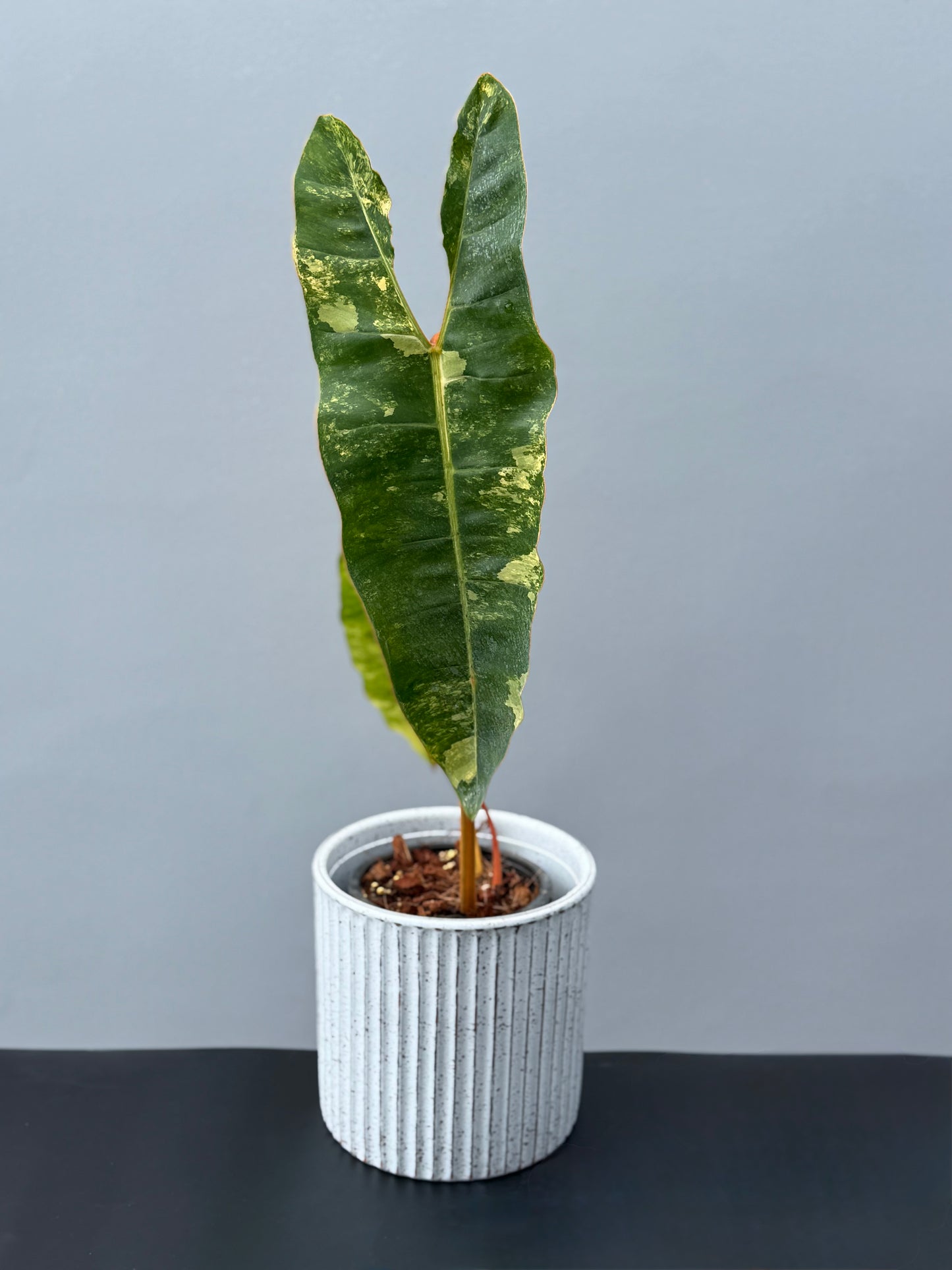 Philodendron Billietiae Variegata