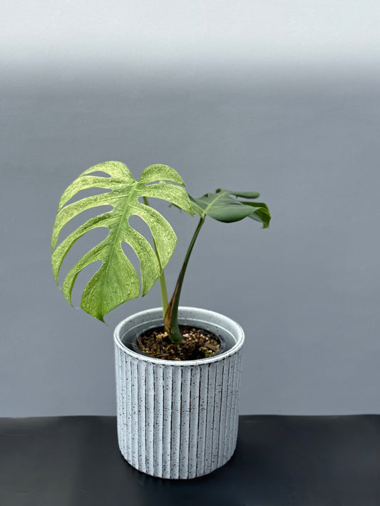 Monstera Deliciosa Borsigiana Mint
