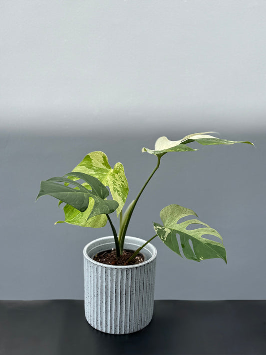 Monstera Deliciosa Borsigiana Mint