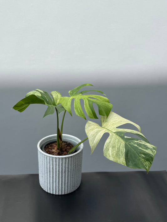 Monstera Deliciosa Borsigiana Mint