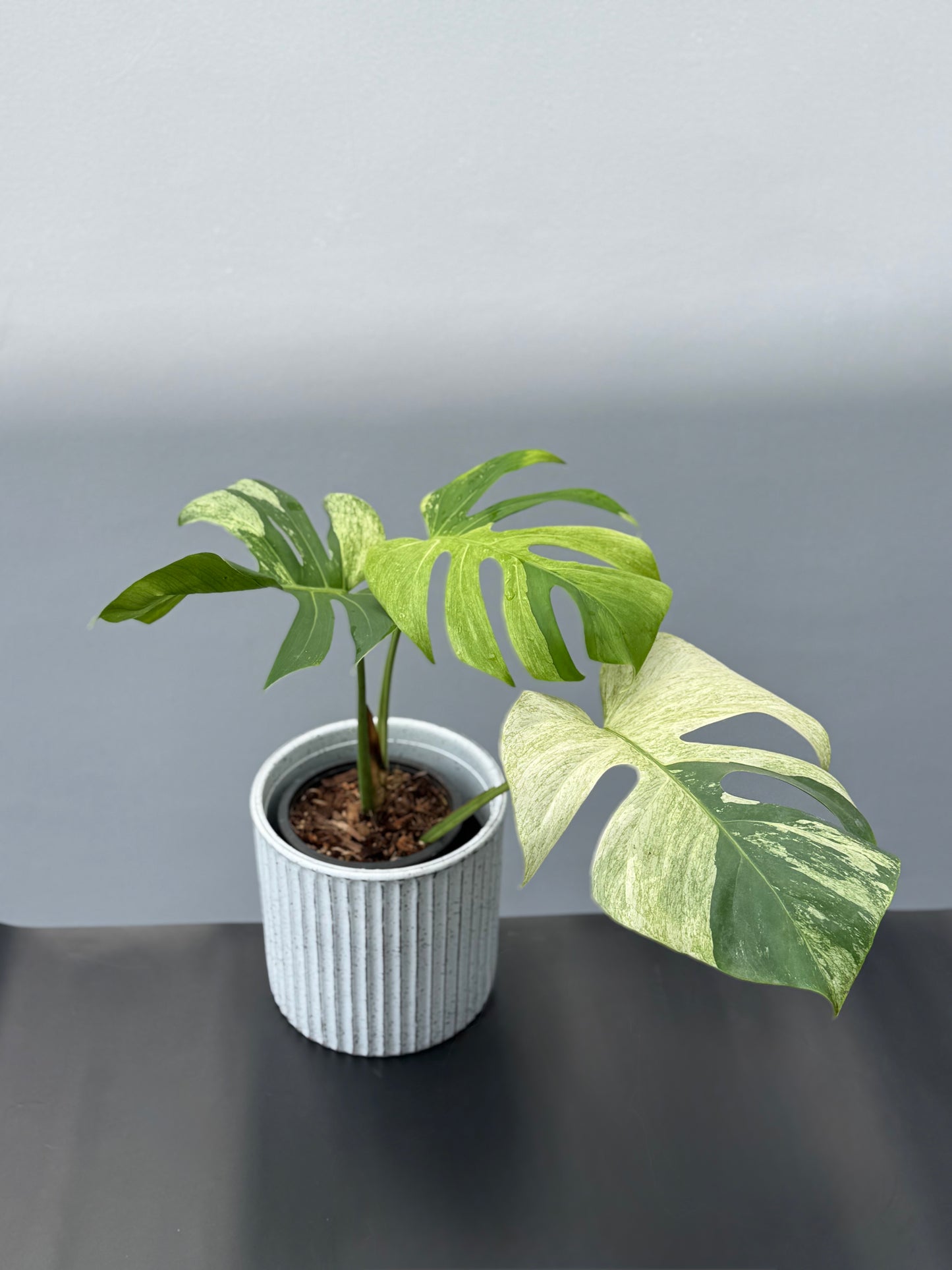 Monstera Deliciosa Borsigiana Mint