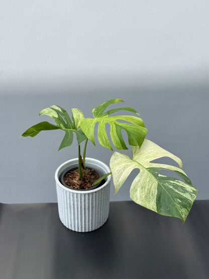 Monstera Deliciosa Borsigiana Mint