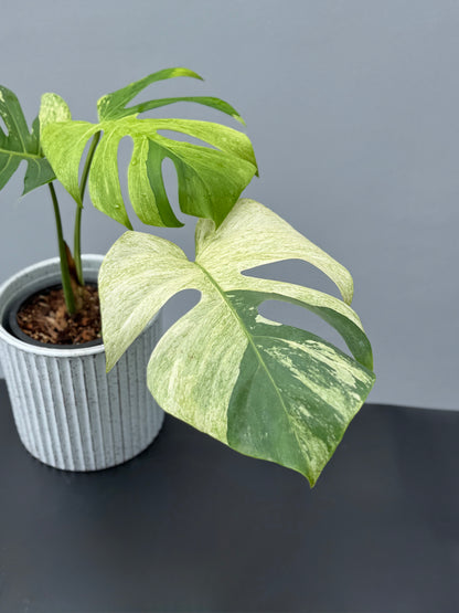 Monstera Deliciosa Borsigiana Mint