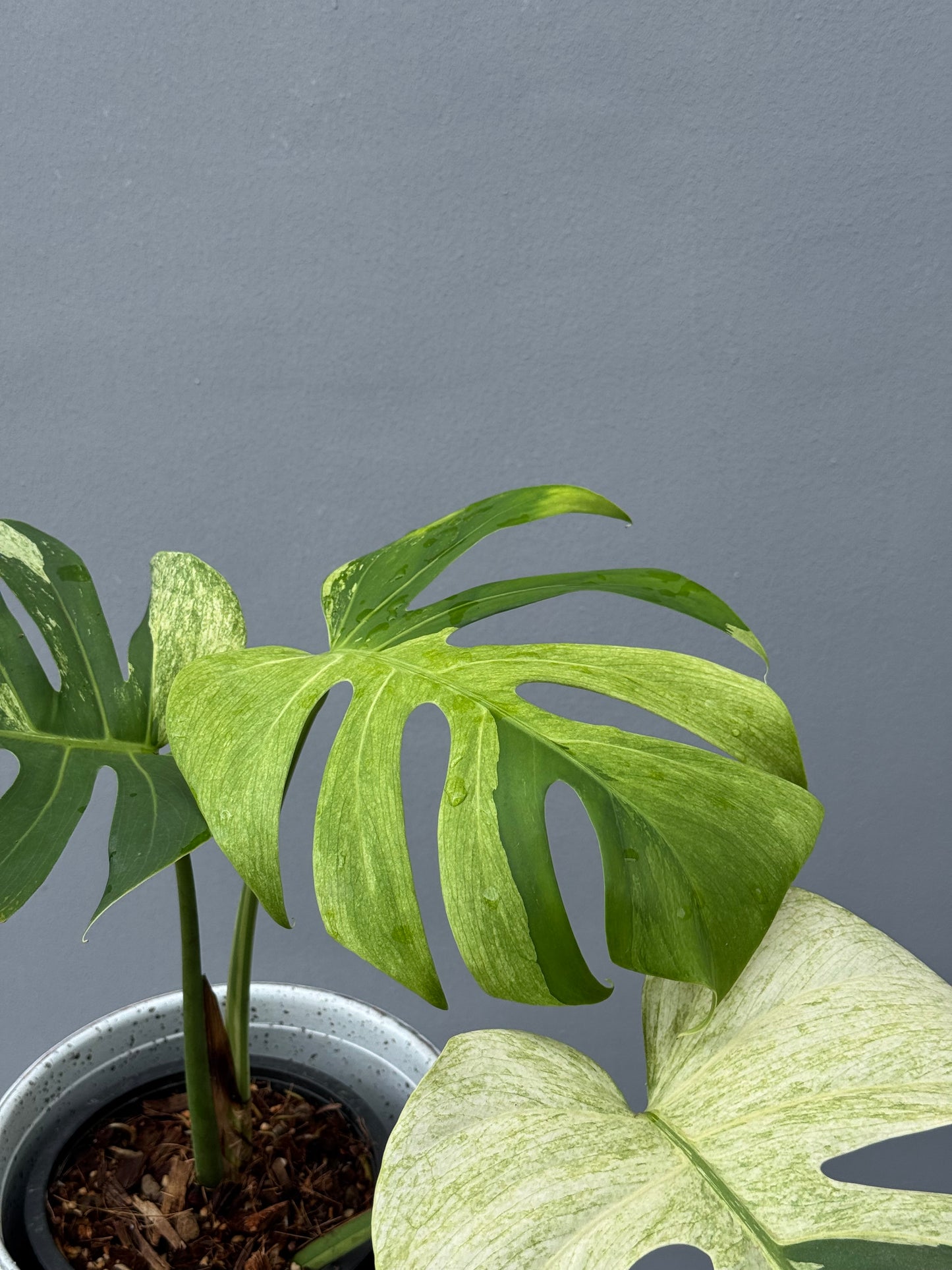 Monstera Deliciosa Borsigiana Mint