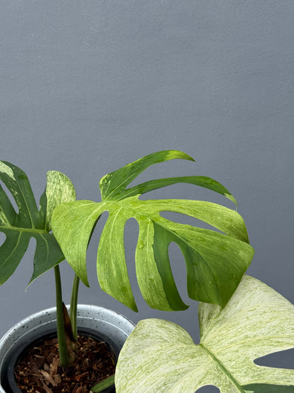 Monstera Deliciosa Borsigiana Mint