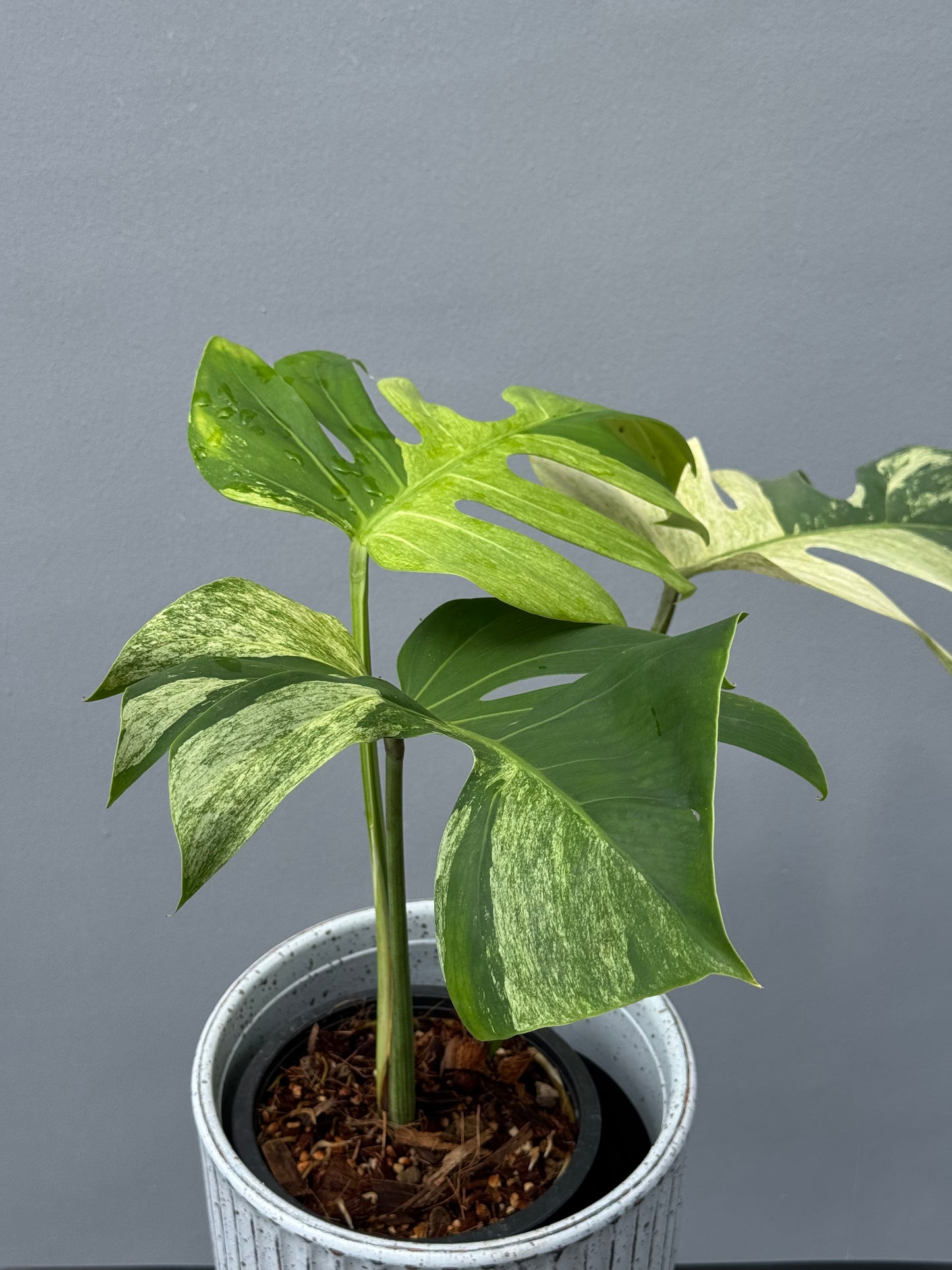 Monstera Deliciosa Borsigiana Mint