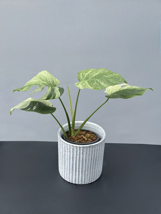 Monstera Deliciosa Borsigiana Mint
