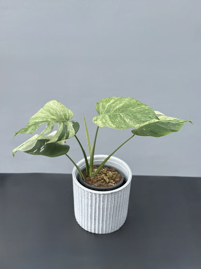 Monstera Deliciosa Borsigiana Mint