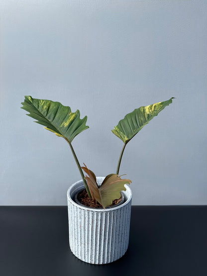 Philodendron Caramel Marble