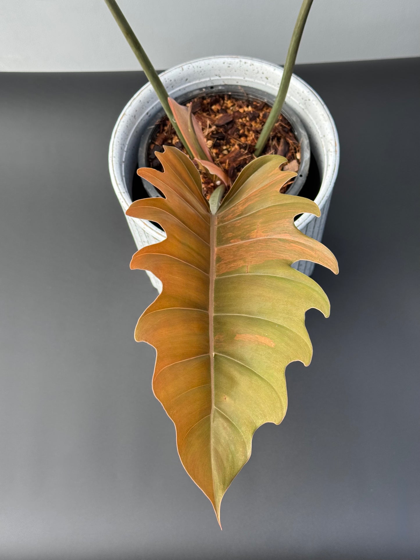 Philodendron Caramel Marble