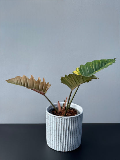 Philodendron Caramel Marble