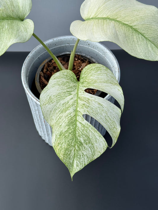 Monstera Full Mint