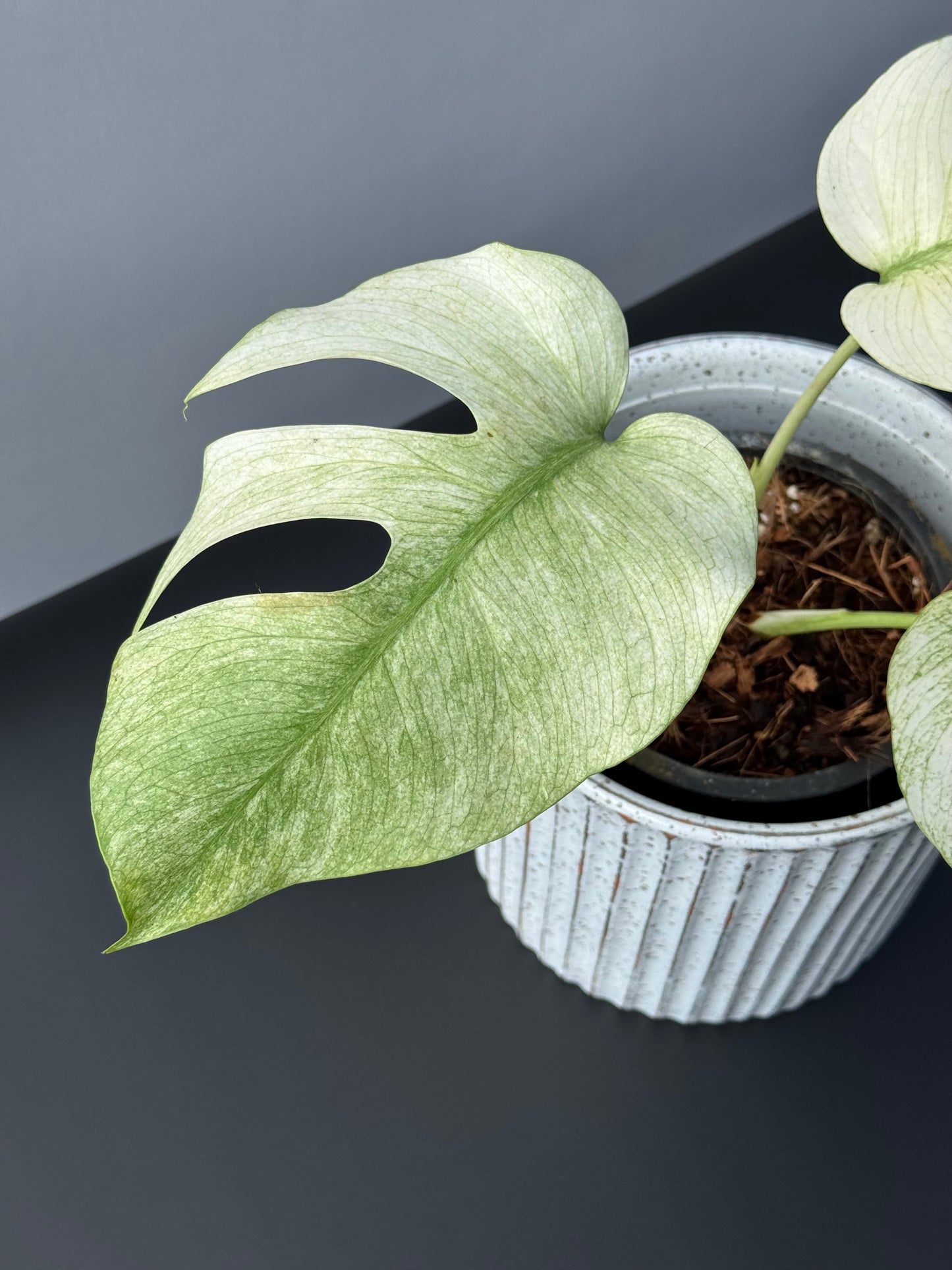 Monstera Full Mint