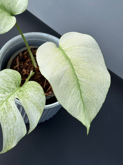 Monstera Full Mint