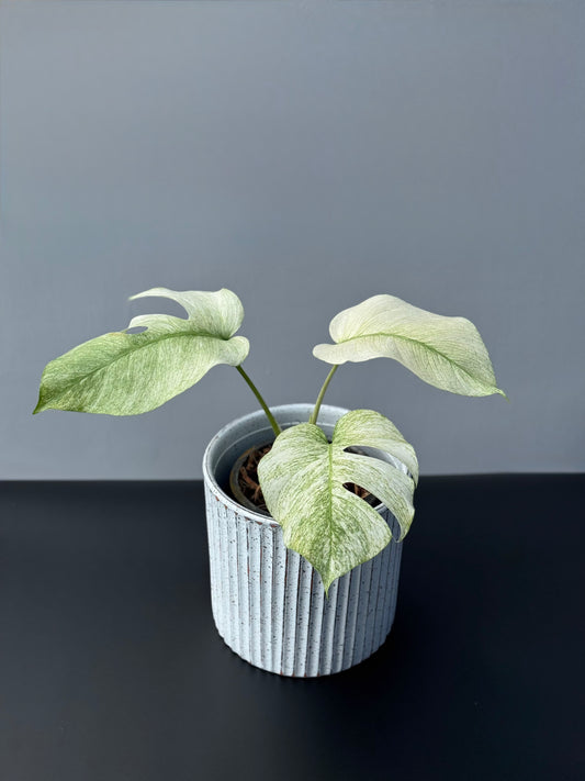 Monstera Full Mint