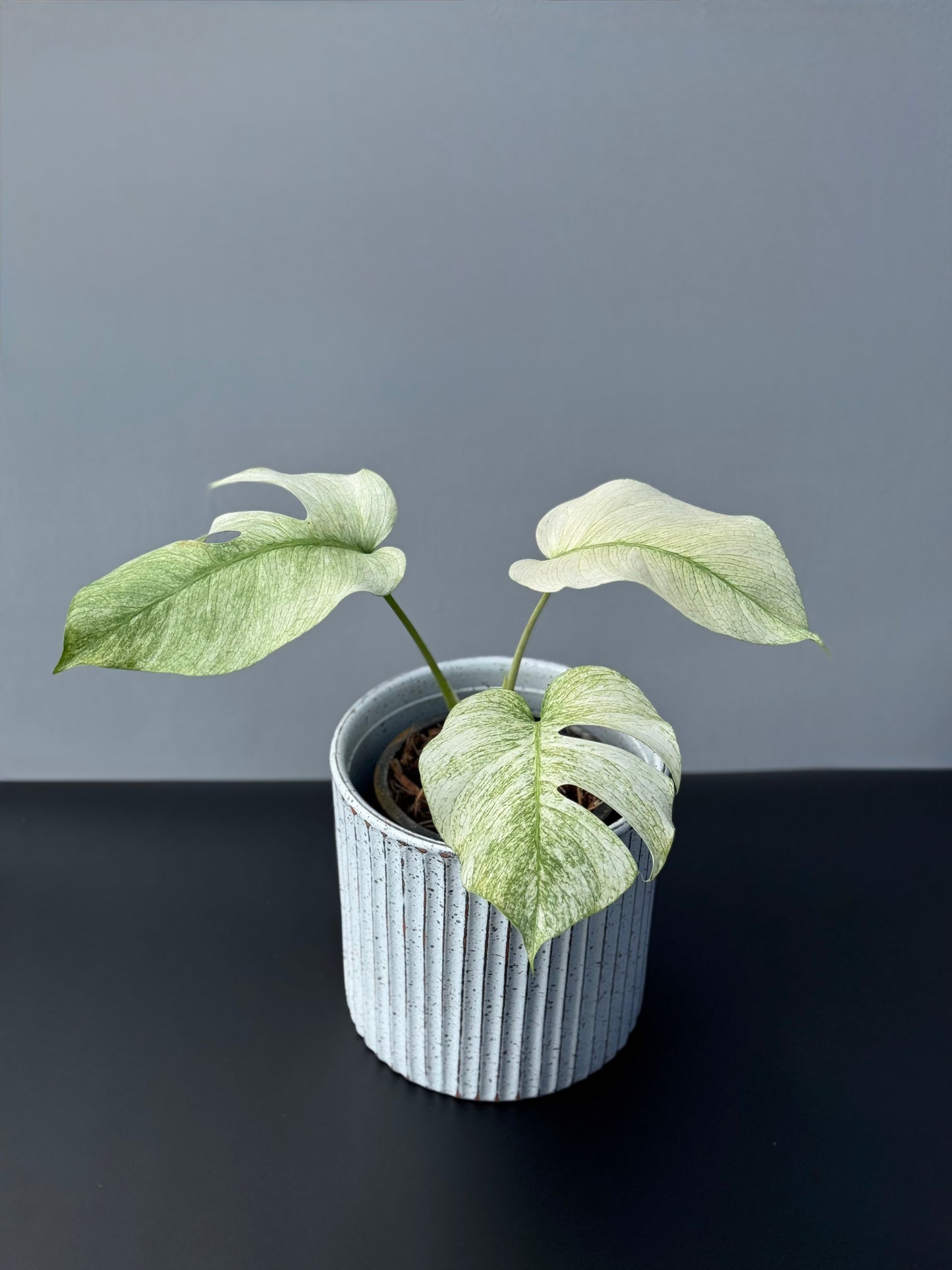 Monstera Full Mint