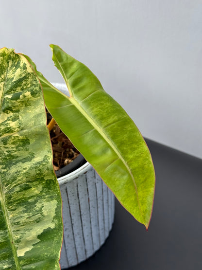 Philodendron Billietiae Variegated