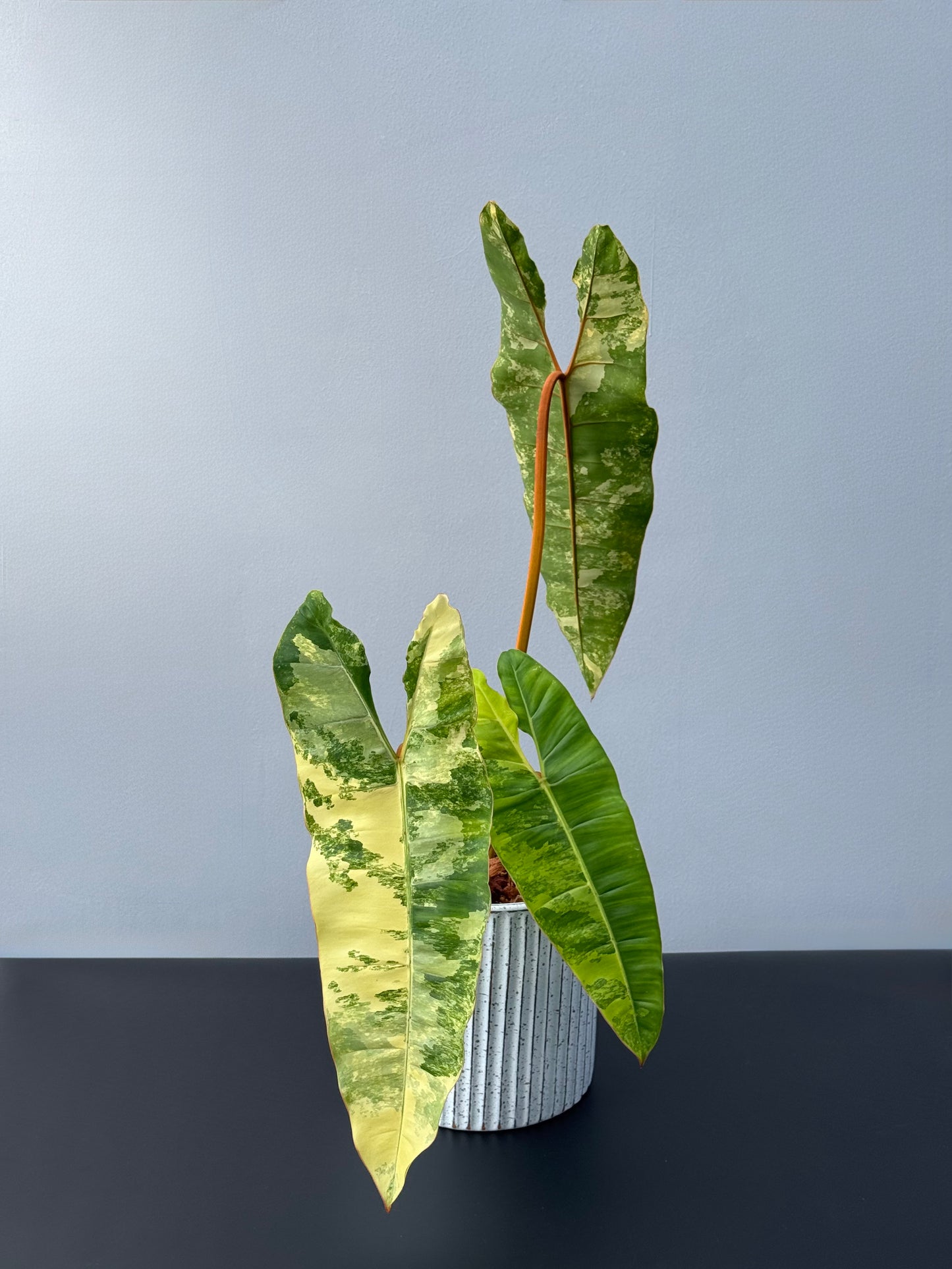 Philodendron Billietiae Variegated